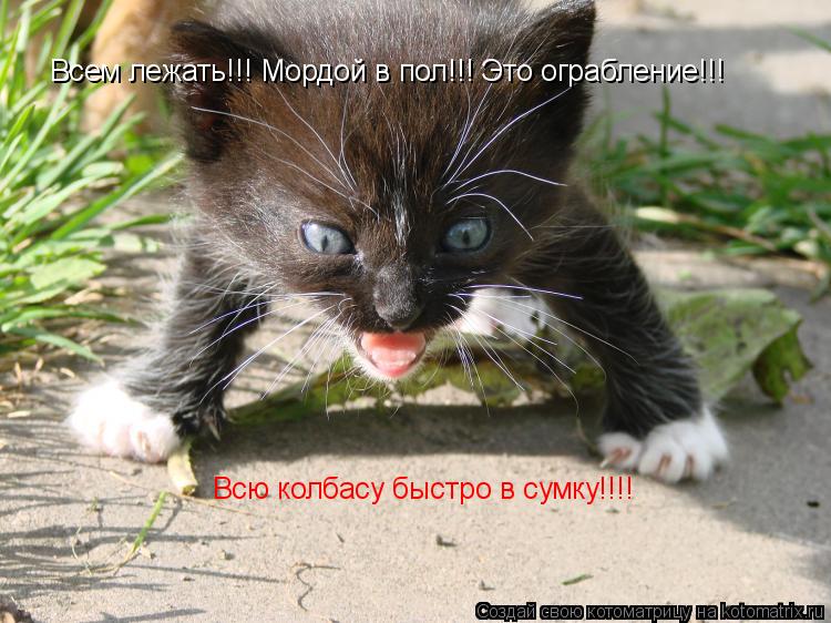 Котоматрица: Всем лежать!!! Мордой в пол!!! Это ограбление!!! Всю колбасу быстро в сумку!!!!