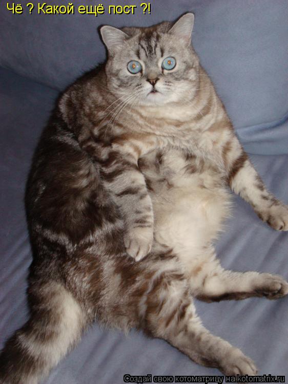Котоматрица: Чё ? Какой ещё пост ?!