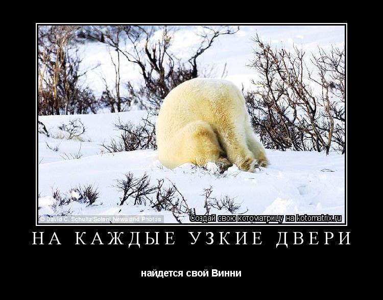 На каждые узкие двери найдется свой Винни... Котоматрица: На каждые узкие двери найдется свой Винни