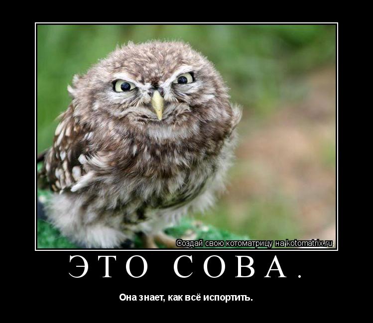 это сова. Она знает, как всё испортить.... Котоматрица: это сова. Она знает, как всё испортить.