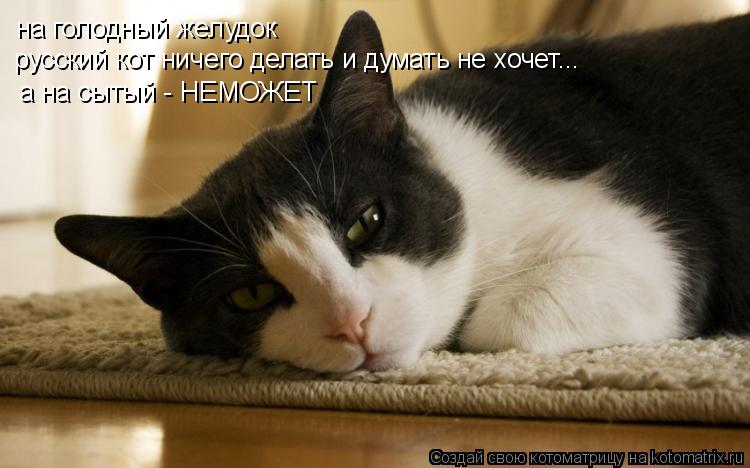 Котоматрица: на голодный желудок русский кот ничего делать и думать не хочет... а на сытый - НЕМОЖЕТ