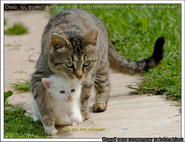 Котоматрица: Слыш, ты, фраер? А ну иди сюда, ща будем разбираться, кто ребенка обижает... -Да-да, кто обизает...