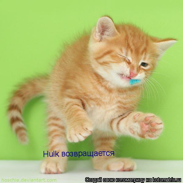 Котоматрица: Hulk возвращается