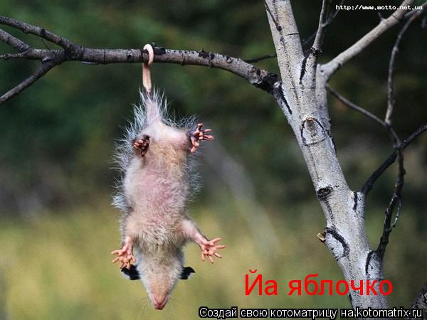 Йа яблочко... Котоматрица: Йа яблочко