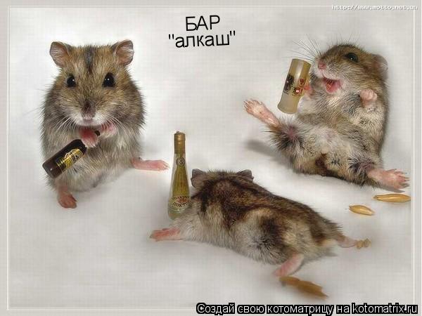 БАР "алкаш"... Котоматрица: БАР "алкаш"