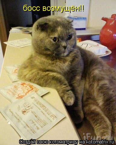 Котоматрица: босс возмущён!!