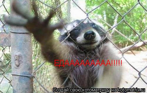 Котоматрица: ЕДААААААААА!!!!!