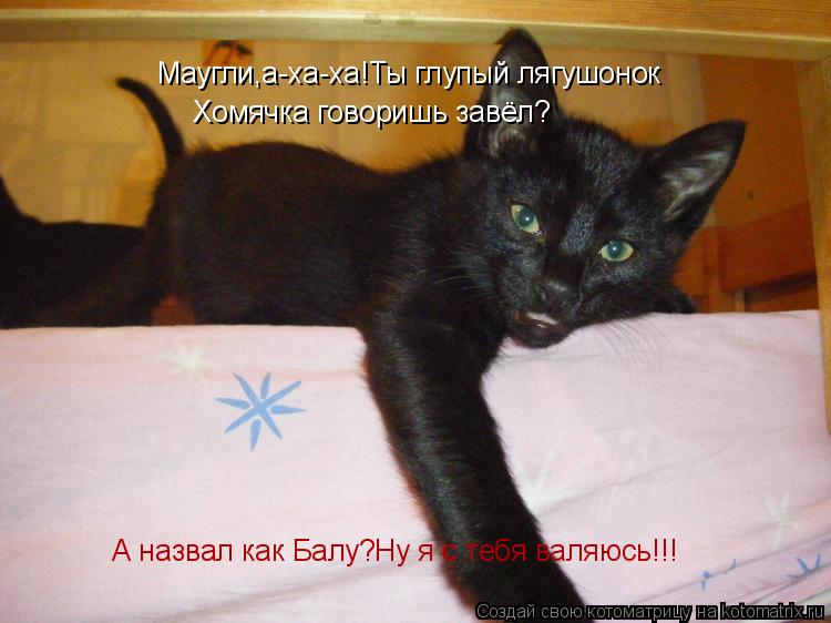 Котоматрица: Маугли,а-ха-ха!Ты глупый лягушонок Хомячка говоришь завёл? А назвал как Балу?Ну я с тебя валяюсь!!!