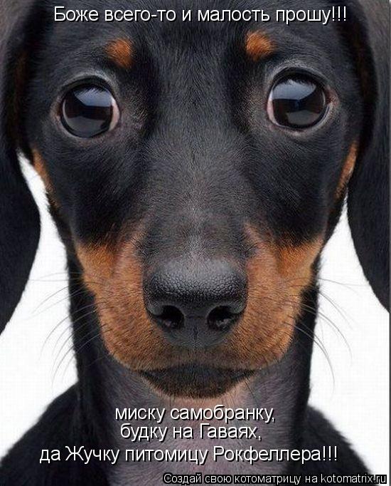 Котоматрица: Боже всего-то и малость прошу!!! миску самобранку, будку на Гаваях, да Жучку питомицу Рокфеллера!!!