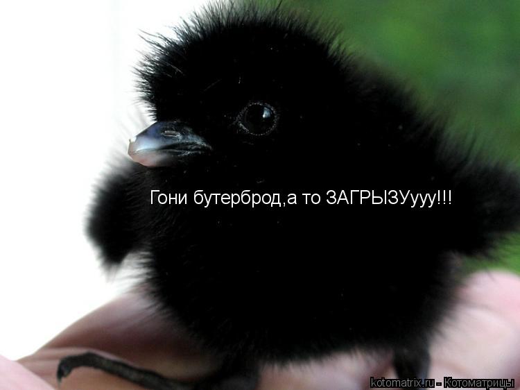 Котоматрица: Гони бутерброд,а то ЗАГРЫЗУууу!!!