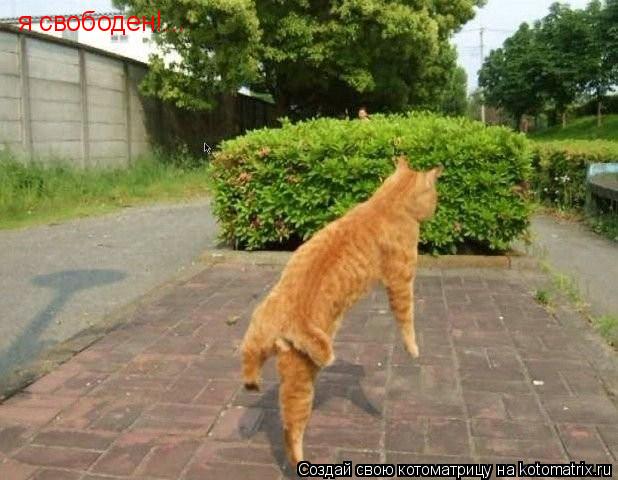 Котоматрица: я свободен!...