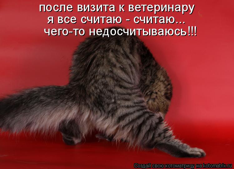 после визита к ветеринару я все считаю - считаю... чего-то недосчитываюсь!!!... Котоматрица: после визита к ветеринару я все считаю - считаю... чего-то недосчитываюсь!!!
