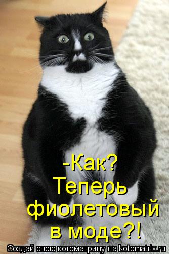 Котоматрица: -Как? Теперь  фиолетовый  в моде?!
