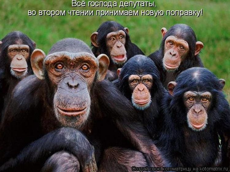 Котоматрица: Всё господа депутаты,  во втором чтении принимаем новую поправку!