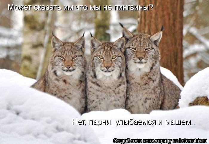 Котоматрица: Может сказать им что мы не пингвины? Нет, парни, улыбаемся и машем..