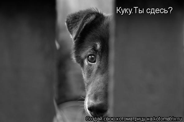 Котоматрица: Куку.Ты сдесь?