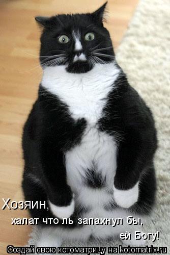 Котоматрица: Хозяин, халат что ль запахнул бы, ей Богу!