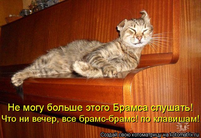 Не могу больше этого Брамса слушать! Что ни вечер, все брамс-брамс! по клавишам!... Котоматрица: Не могу больше этого Брамса слушать! Что ни вечер, все брамс-брамс! по клавишам!
