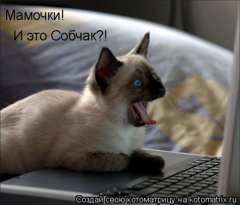 Котоматрица: Мамочки! И это Собчак?!