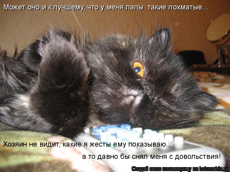 Котоматрица: Может оно и к лучшему, что у меня лапы  такие лохматые... Хозяин не видит, какие я жесты ему показываю... а то давно бы снял меня с довольствия!