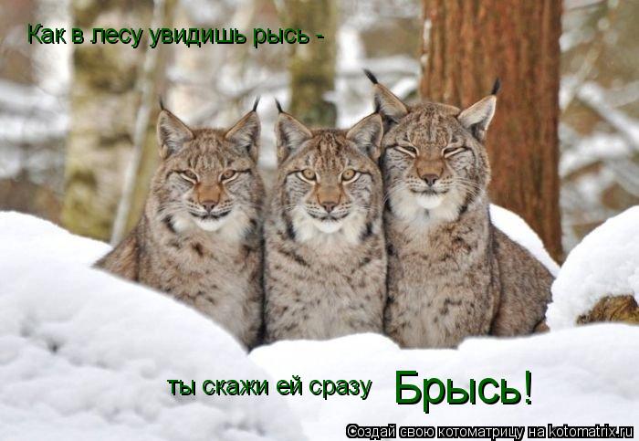 Котоматрица: Как в лесу увидишь рысь - ты скажи ей сразу Брысь!