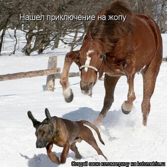 Котоматрица: Нашел приключение на жопу