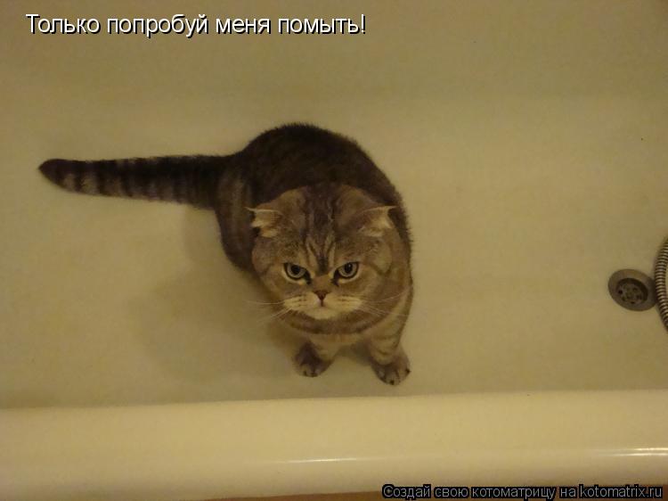 Котоматрица: Только попробуй меня помыть!
