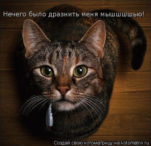 Котоматрица: Нечего было дразнить меня мышшшшью!