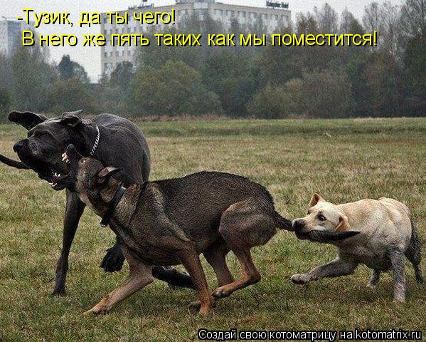 -Тузик, да ты чего! В него же пять таких как мы поместится!... Котоматрица: -Тузик, да ты чего! В него же пять таких как мы поместится!