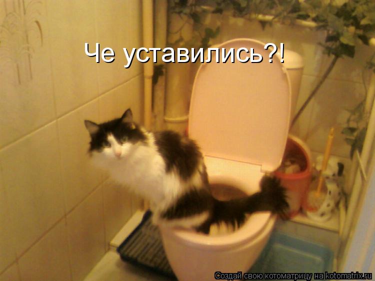 Котоматрица: Че уставились?!