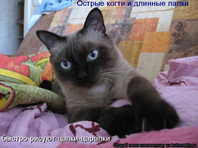 Котоматрица: Острые когти и длинные лапки быстро рисуют цапки-царапки