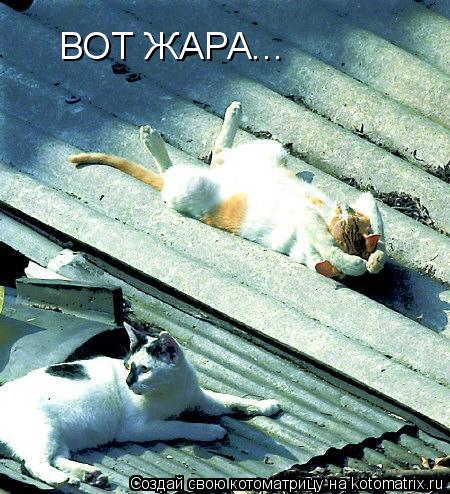 ВОТ ЖАРА...... Котоматрица: ВОТ ЖАРА...