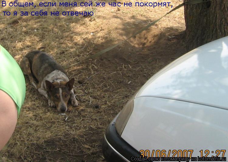 В общем, если меня сей же час не покормят, то я за себя не отвечаю... Котоматрица: В общем, если меня сей же час не покормят, то я за себя не отвечаю