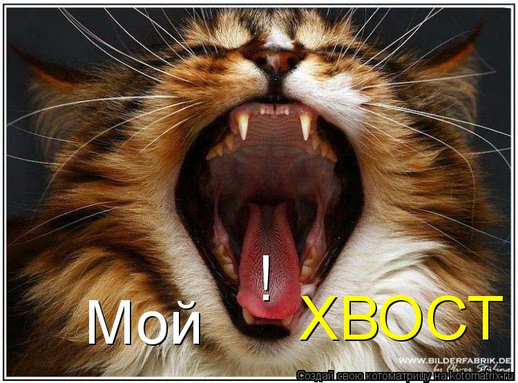 ХВОСТ Мой !... Котоматрица: ХВОСТ Мой !