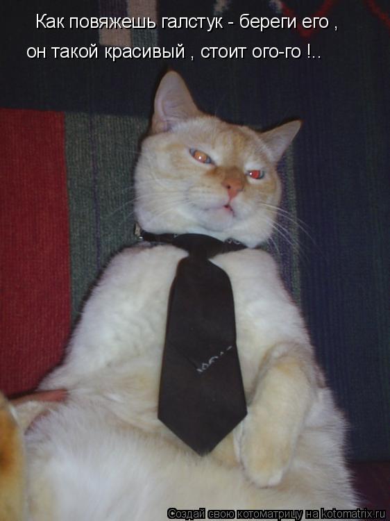 Как повяжешь галстук - береги его , он такой красивый , стоит ого-го !..... Котоматрица: Как повяжешь галстук - береги его , он такой красивый , стоит ого-го !..