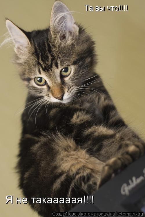 Та вы что!!!! Я не такааааая!!!!... Котоматрица: Та вы что!!!! Я не такааааая!!!!