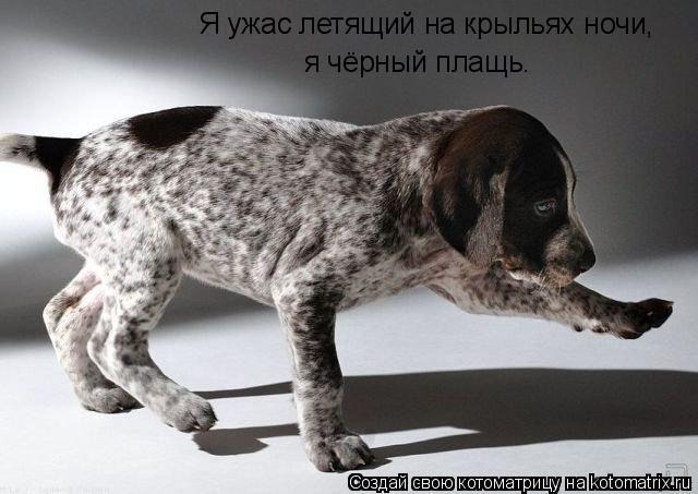 Я ужас летящий на крыльях ночи, я чёрный плащь.... Котоматрица: Я ужас летящий на крыльях ночи, я чёрный плащь.