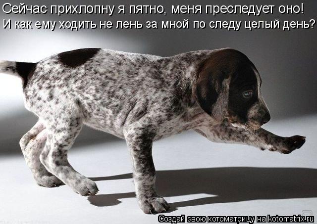 Сейчас прихлопну я пятно, меня преследует оно! И как ему ходить не лень за мной по следу целый день?... Котоматрица: Сейчас прихлопну я пятно, меня преследует оно! И как ему ходить не лень за мной по следу целый день?