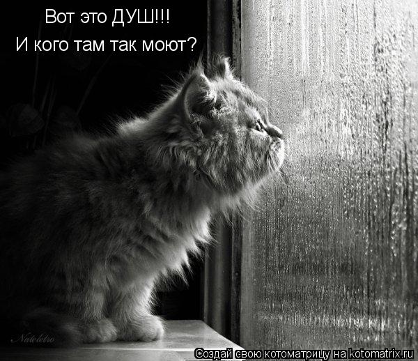 Вот это ДУШ!!! И кого там так моют?... Котоматрица: Вот это ДУШ!!! И кого там так моют?