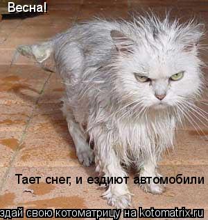 Котоматрица: Весна!   Тает снег, и ездиют автомобили