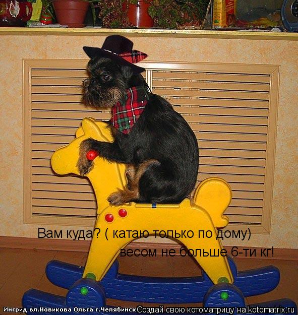 Котоматрица: садитесь, подвезу! Вам куда? ( катаю только по дому) весом не больше 6-ти кг!