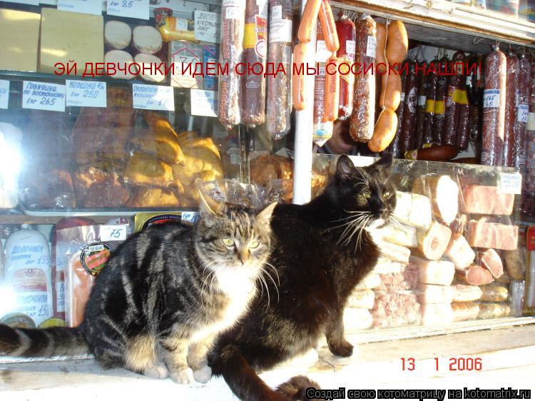 Котоматрица: ЭЙ ДЕВЧОНКИ ИДЕМ СЮДА МЫ СОСИСКИ НАШЛИ!