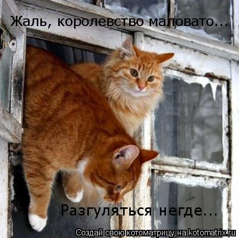 Жаль, королевство маловато... Разгуляться негде...... Котоматрица: Жаль, королевство маловато... Разгуляться негде...