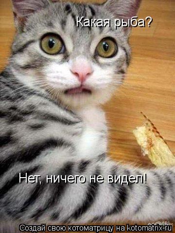 Котоматрица: Какая рыба? Нет, ничего не видел!