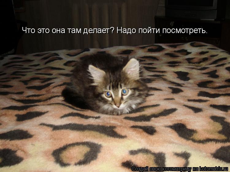 Что это она там делает? Надо пойти посмотреть.... Котоматрица: Что это она там делает? Надо пойти посмотреть.