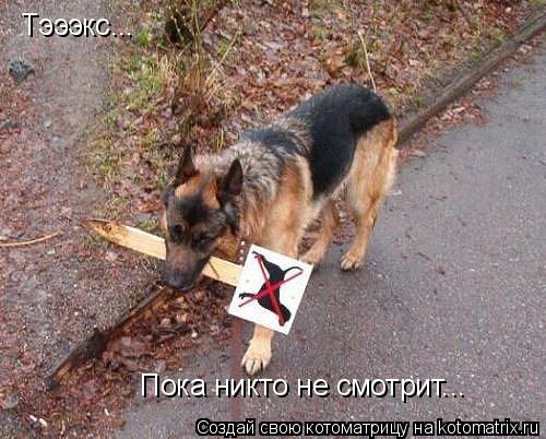 Тэээкс... Пока никто не смотрит...... Котоматрица: Тэээкс... Пока никто не смотрит...