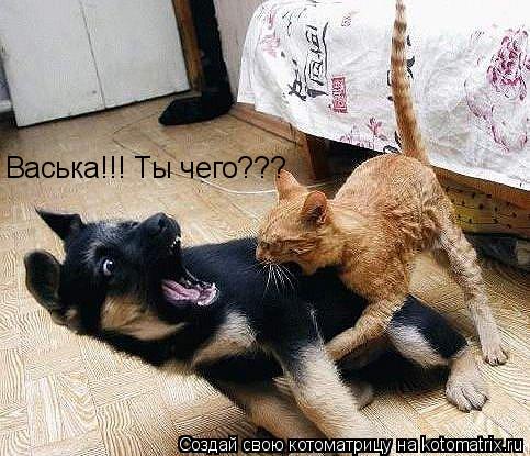 Васька!!! Ты чего???... Котоматрица: Васька!!! Ты чего???