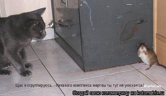 Щас я сгруппируюсь... Никакого комплекса жертвы ты тут не унюхаешь!... Котоматрица: Щас я сгруппируюсь... Никакого комплекса жертвы ты тут не унюхаешь!