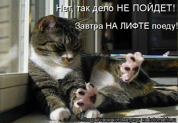 Котоматрица: Нет, так дело НЕ ПОЙДЕТ! Завтра НА ЛИФТЕ поеду!