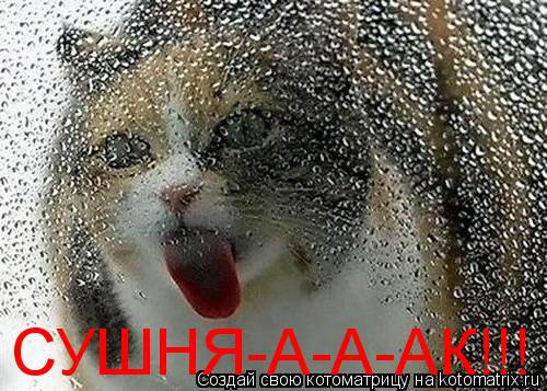 Котоматрица: СУШНЯ-А-А-АК!!!